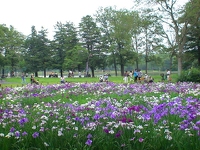 水元公園の花菖蒲園